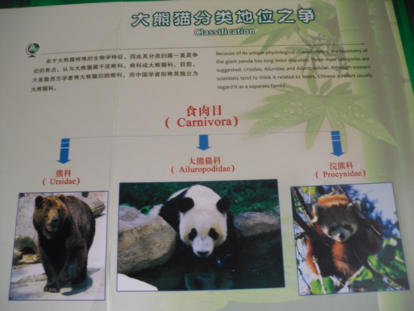 classification-pandas
