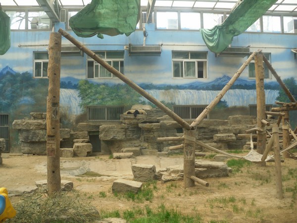 enclos-a-pandas-zoo-de-beijing