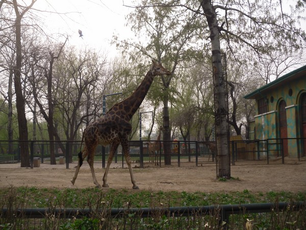 girafe-zoo-de-beijing