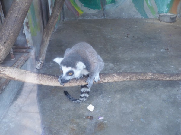 lemurien-zoo-de-beijing