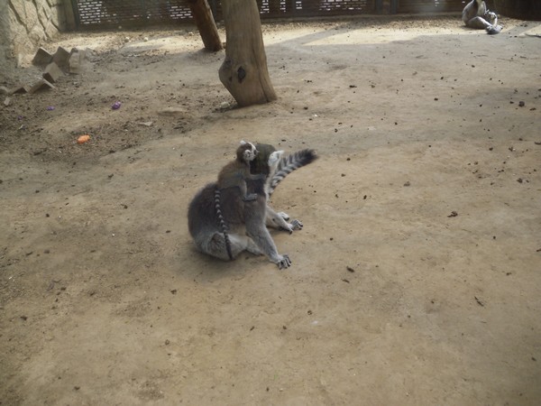 maman-lemurien-et-son-bebe-zoo-de-beijing