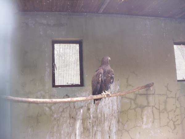 oiseau-en-cage-beijing