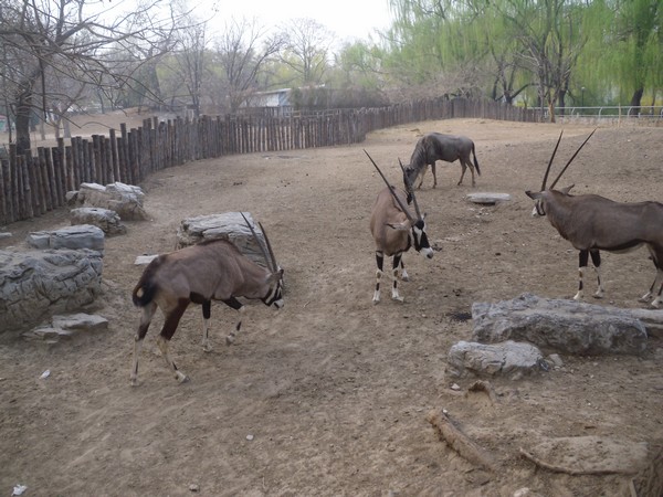 oryx-zoo-de-beijing