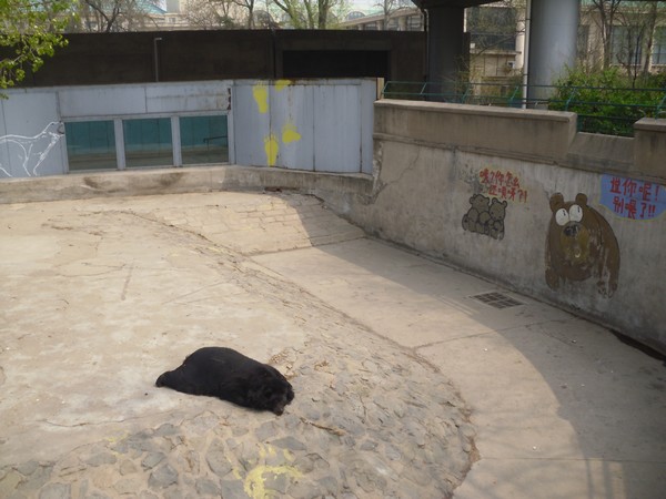 ours-brun-zoo-de-beijing