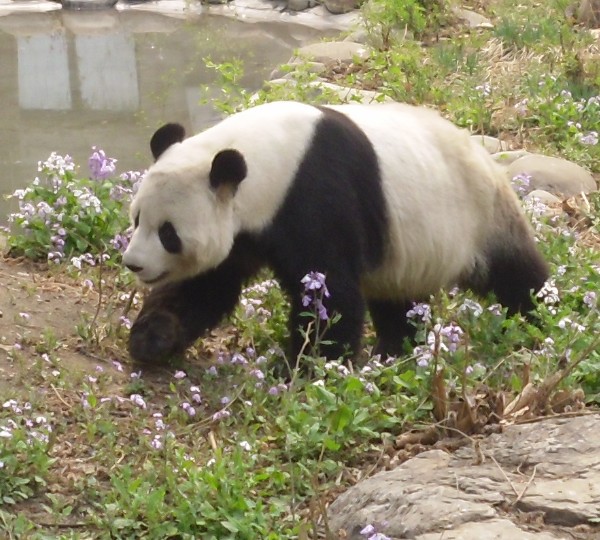 Photo de panda géant, zoo de Pékin