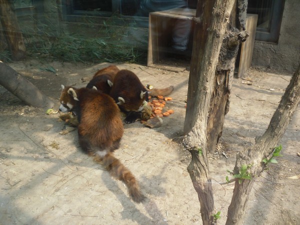pandas-rouges-zoo-de-beijing