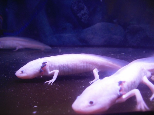 poissons-zoo-de-beijing