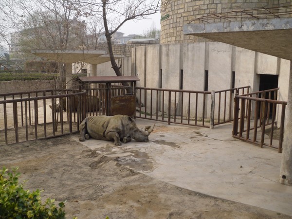 rhinoceros-zoo-de-beijing