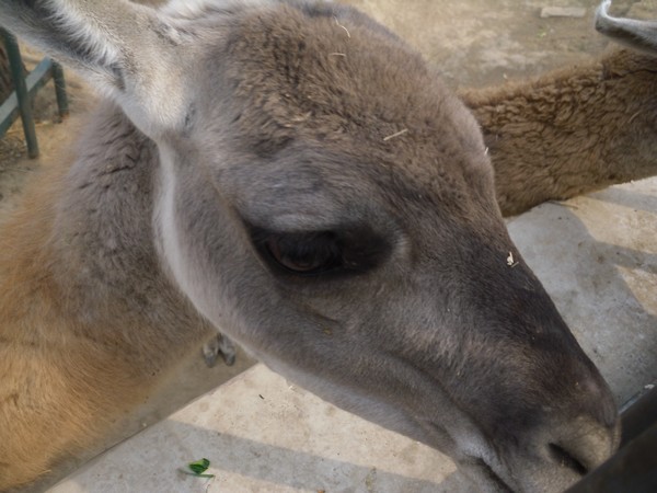 tete-de-lama-zoo-de-beijing