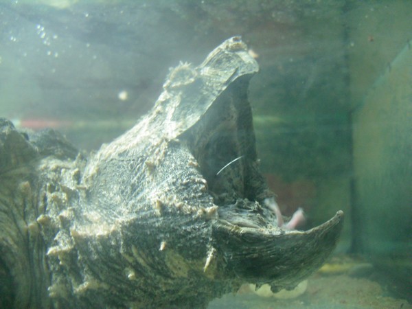 tortue-zoo-de-beijing