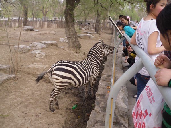zebre-zoo-de-beijing