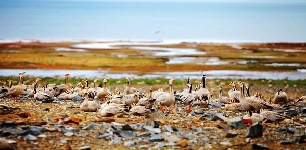 L’île aux oiseaux du Lac Qinghai