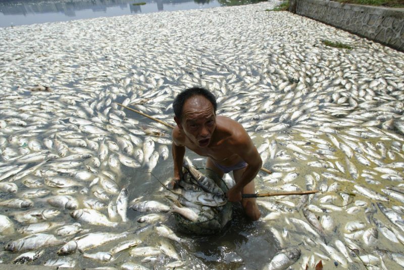 Travailleur qui tente de nettoyer une masse de poissons mort
